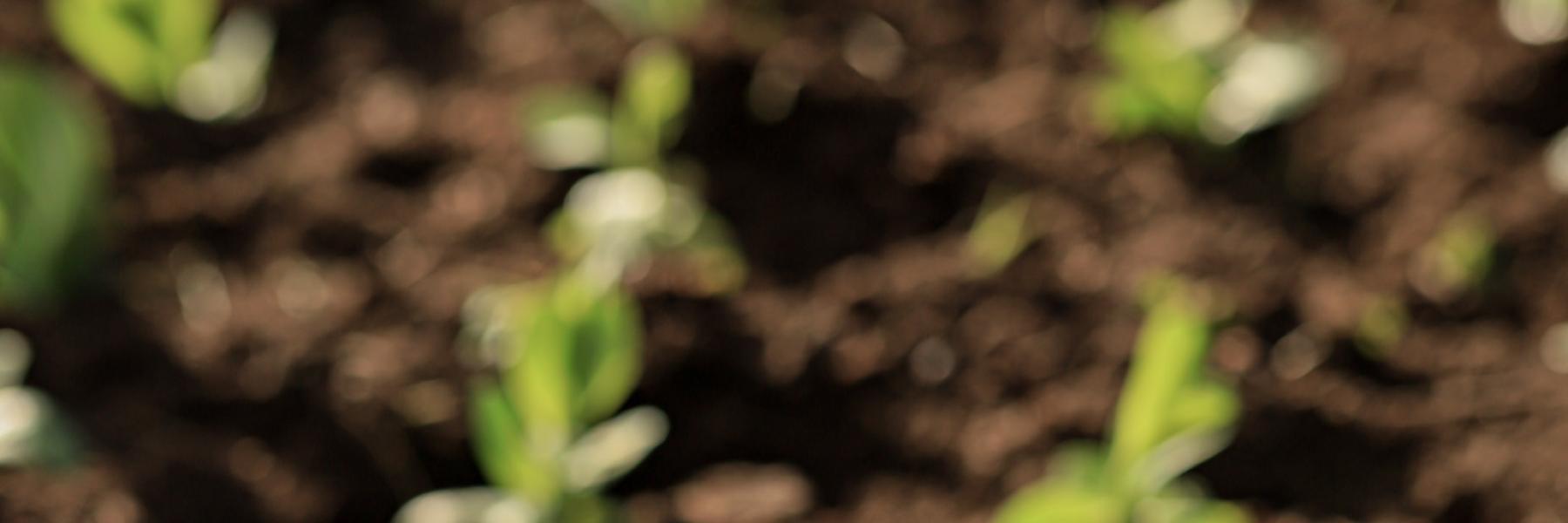 flower starts in soil