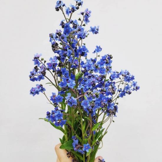 Chinese Forget Me Not