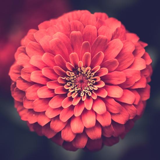 Zinnia