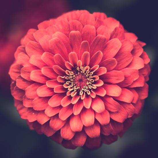 Zinnia