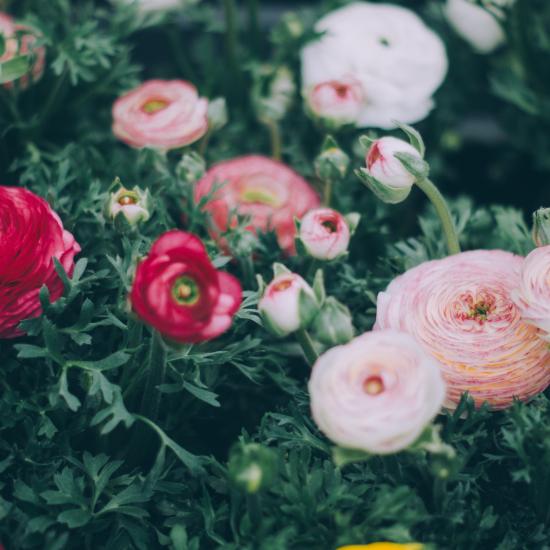 Ranunculus