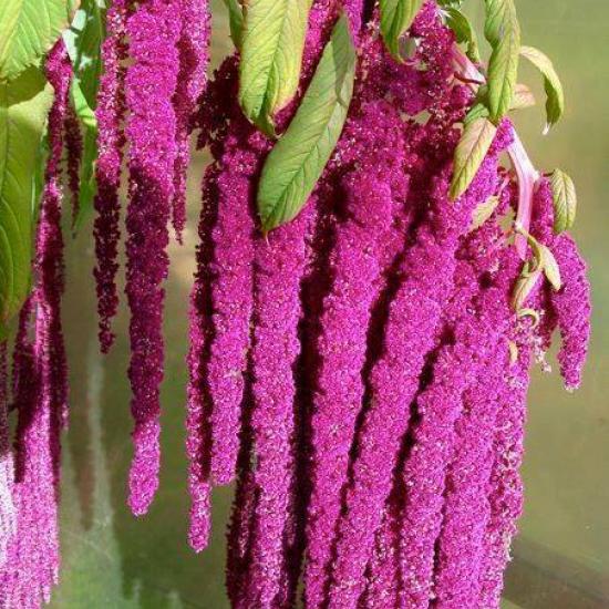 Amaranth