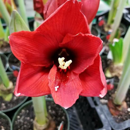 Amaryllis