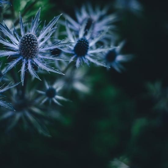 Euryngium