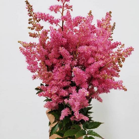 Astilbe