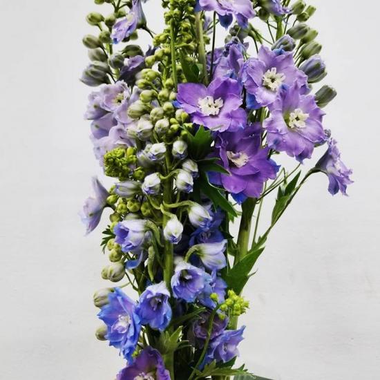 Delphinium