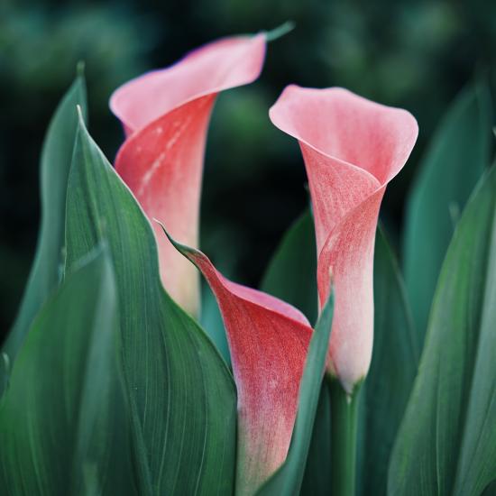 Calla Lily