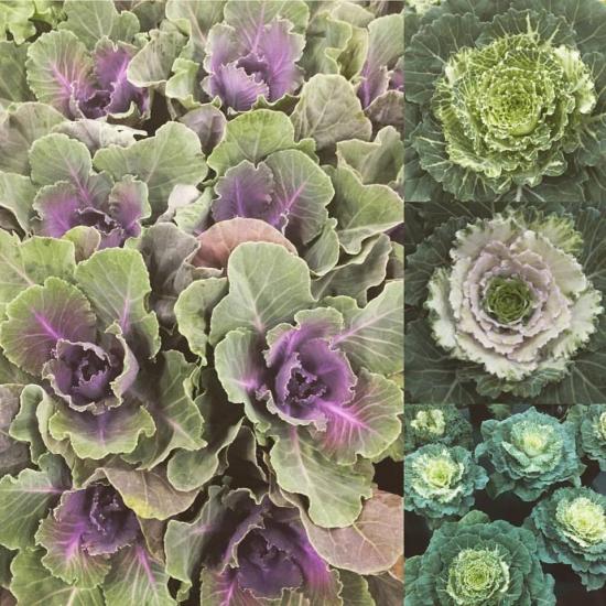 Flowering kale