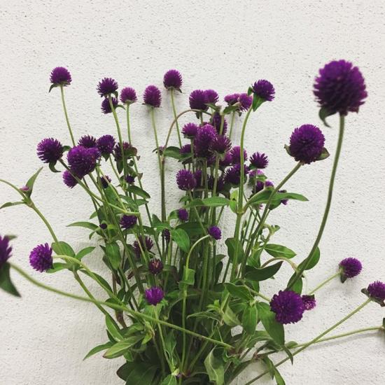 Gomphrena