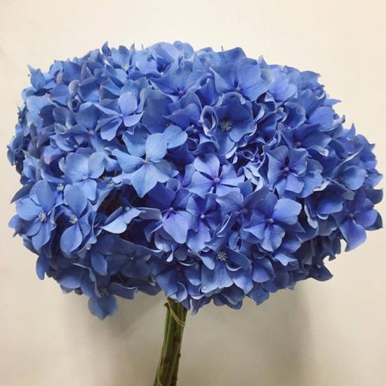 Hydrangea