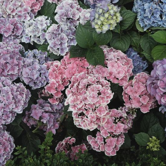 Hydrangea