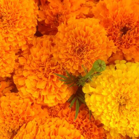 marigold