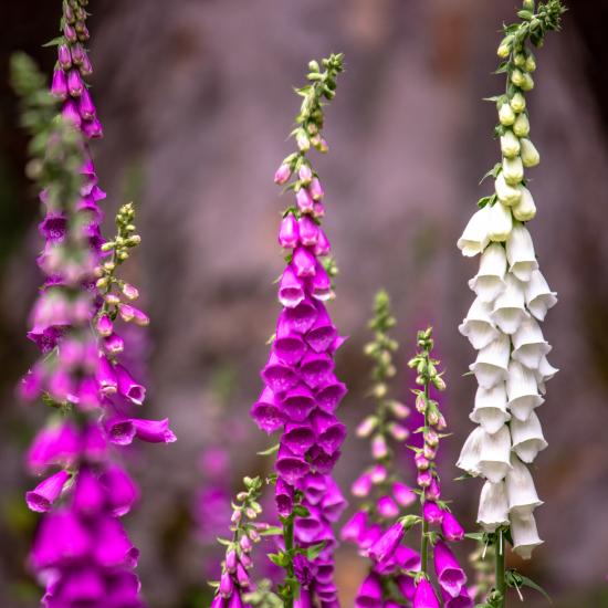 Fox Glove